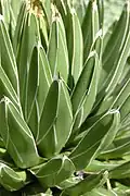 Leaf closeup