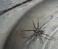 Agelenopsis sp. male, 17&nbsp;mm (about 3⁄4 inch)