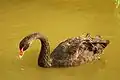 Black swan
