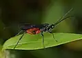 Agathidini - Alabagrus texanus