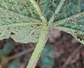 Leaf underside with coarse and fine stellate hairs (upper leaves less coarsely)