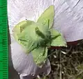 Flower underside