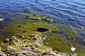 Algae in the lake
