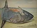Study of fish