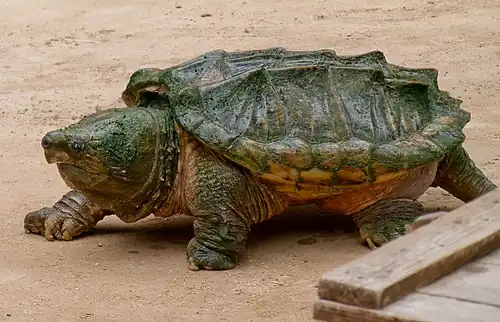 With a carpet of algae on the carapace