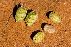 Fruits