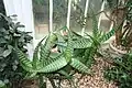 Aloe saponaria
