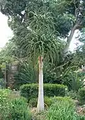 A young Aloe barberae, Kirstenbosch
