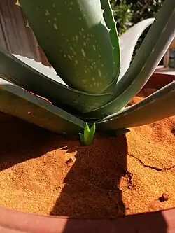 Basal shoots (root sprouts)