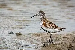 C. a. alpina in breeding plumage on spring migration, Spiekeroog, northern Germany