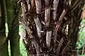 Higher section of a trunk, where older fronds have fallen