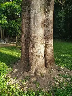 Fluted trunk