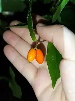 Fruit