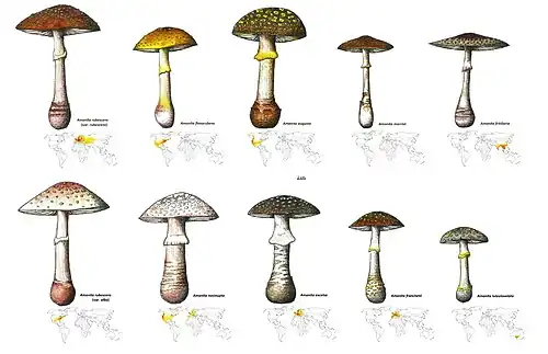 Illustration of A. rubescens group