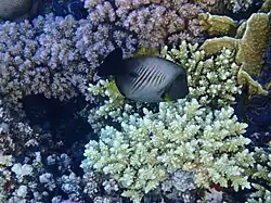 In the Red Sea
