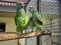 A. f. bodini in an aviary