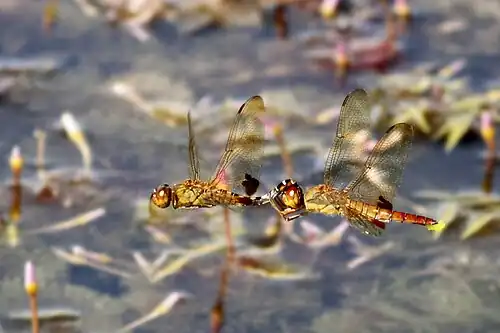 Egg laying