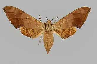 Female dorsal view