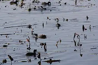 American Coot