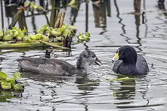 Young juvenile
