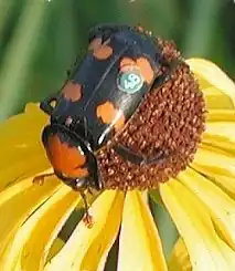 Nicrophorus americanus