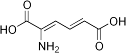 Skeletal formula of 2-aminomuconic acid