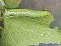 Damage