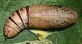 Pupa