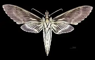 Male underside