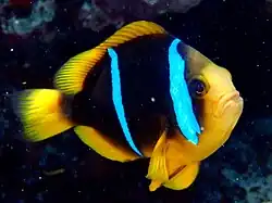 Photo of species