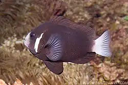 Photo of species