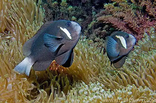 Twp clownfish with one vertical bar