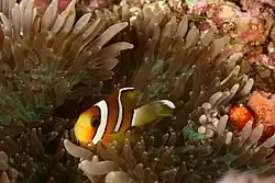 Photo of species