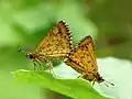 Mating pair; male right, female left