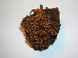 Whole alder root nodule