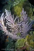 Analcidometra armata