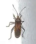 Anasa trilineata, Brasil