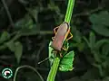 Anasa varicornis, Brasil