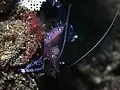Ancylomenes sarasvati at Lembeh, Indonesia