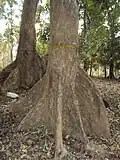 Buttress and trunk