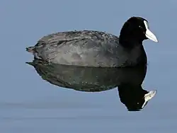 White-fronted morph