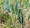 A. polifolia, Pancake Bay, Ontario