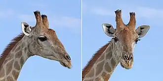Male Etosha National Park