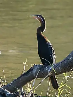 African darter
