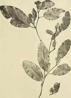 Species specimen