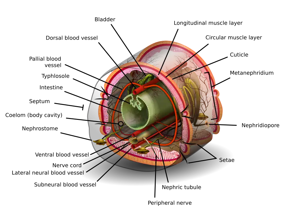 A segment of an earthworm posterior to the clitellum including all of the segmental structures