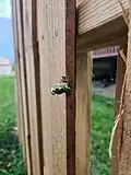 Neotibicen cicada pupating