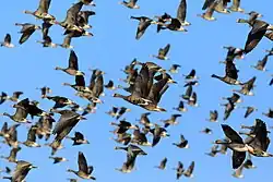 In flight