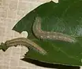 Older larvae