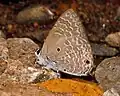 Underside (male)
